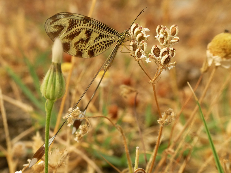 in Grecia:  Nemoptera bipennis ?   No, Nemoptera coa
